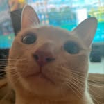 Alden Swanigan - @alden.swan - Instagram