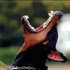 aldodinnocenti7 - @aldodinnocenti7 - TikTok