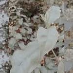 Aldo Oliva - @aldo_oliva - Instagram