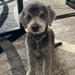 Aleah Wilson - @jesse_the_poodle - Instagram