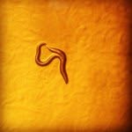 Alec Barrett - @wormbreeder - Instagram