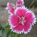 Alok Shingh - Facebook