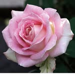 AlecK - @alecramsay123 - Instagram