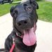 Alec Webb's Dog Walking and Small Pet Care - Facebook