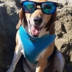Alec Stefan - @littledogbeachbus - Instagram