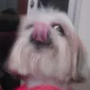 alectang1979 - @alectang1979 - TikTok