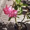alectang635 - @alectang635 - TikTok