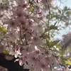 abcggwz - @alectanner28 - TikTok