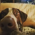 Alex Townsend - @leiathewonderpuppy - Instagram
