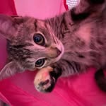 Alex Tripp - @alexiskindaawesome69 - Instagram