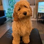 Alec Williamson - @alecwilliamson974 - Instagram