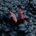 Alec Williamson - Facebook