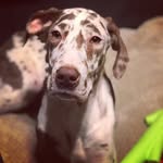 Alicia Harmon - @athenachocolatedane - Instagram