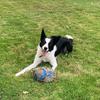 Aled Morgan - @aled.morgan1 - TikTok