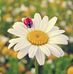 Aleena Roy - Facebook