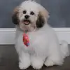 alejandrarosado95 - @alejandrarosado95 - TikTok