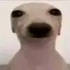Alejandro Borunda - @alejandroborunda6 - TikTok