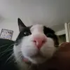 Alejandro Buenrostro - @custompollo - TikTok