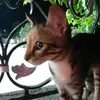 Alejandro.Cabán - @sanogdyus8i - TikTok