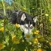 madeirahusky - @alejandrocanedo4 - TikTok