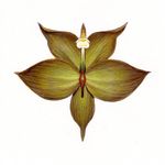 Alejandro Capriles - @full.frontal.orchids - Instagram