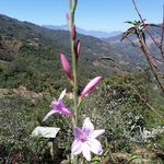 Alejandro Domingo - @domingo6345 - Instagram