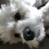 Alejandro Font - @rafapaulaf - TikTok
