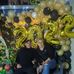 Alejandro Verdin - Facebook