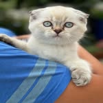 Aleksandra Panic - @foldyscotishcat - Instagram
