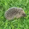 Aleksandra Toczek836 - @car.girl16 - TikTok