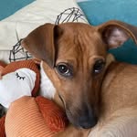 alena the hunter. 🐕💨 - @alena_the_dog - Instagram