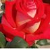 Alese Harrison Snavely - Facebook