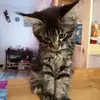 Alessandra Carbone - @alessandra.carbon1 - TikTok