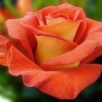 Alessandra Cea - Facebook