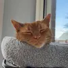 alessandraa.rosa - @alessandraa.rosa - TikTok