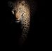 Alessandro Bellini - Facebook