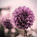 Tranquillity E Alessia  Brown - Facebook