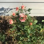 Aletha Cooper - @aletha.cooper.5 - Instagram