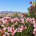 Aletha Rogers - Facebook