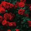 Ale Ross - @aletha.ross - TikTok