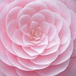 Alethea Lambert - @alethea.lambert.98 - Instagram