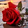 Alex Adriano - @alex.adriano673 - TikTok