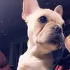 Boujie - @alexarvanitis - TikTok