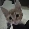 alex au - @thealexau - TikTok