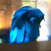 Auguste - @alexaugustee - TikTok