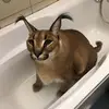 alexbarringer - @memegod914 - TikTok