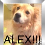 Alex Belliard - @alex_cutie_buddy - Instagram
