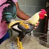 alexandelbelliard - @alexandelbelliard - TikTok