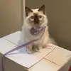 Alex the Birman - @alexthebirman - TikTok
