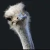 Alexis Bouffard - @alex_bouffard - TikTok